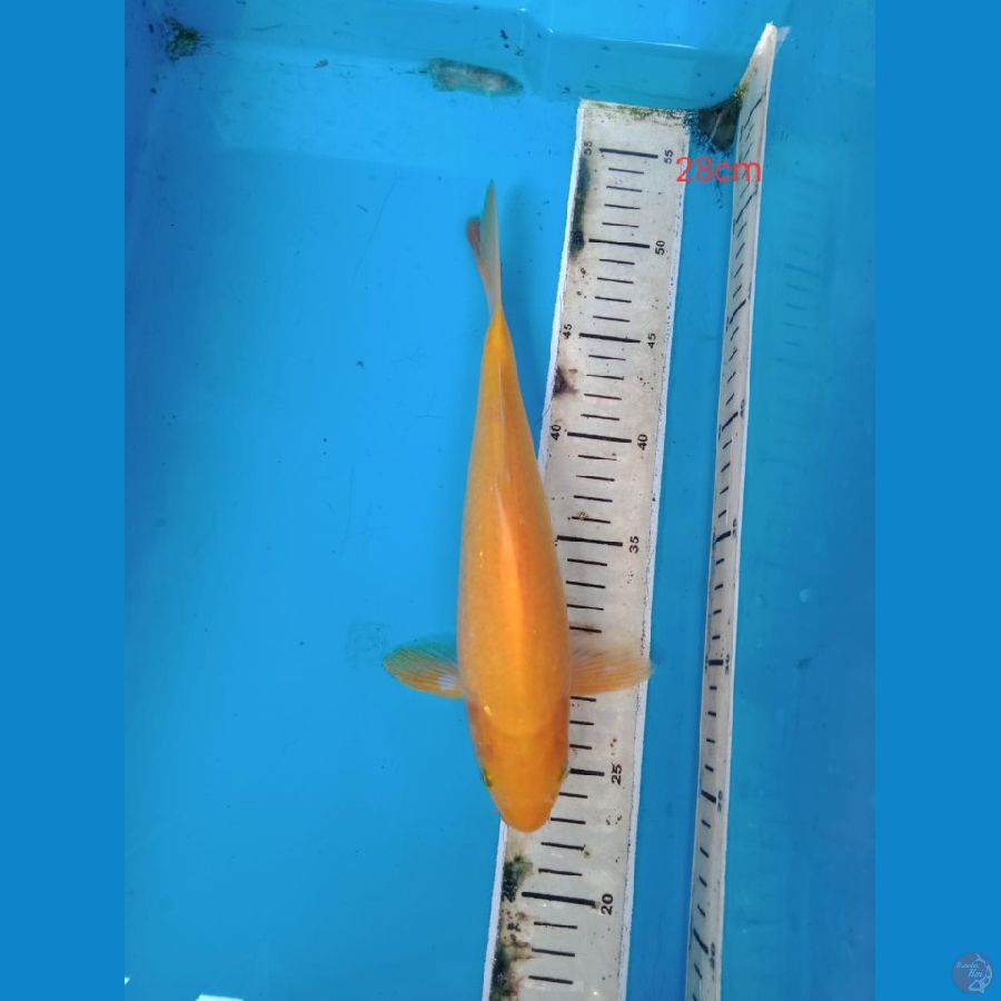 karasi lemon 28 cm