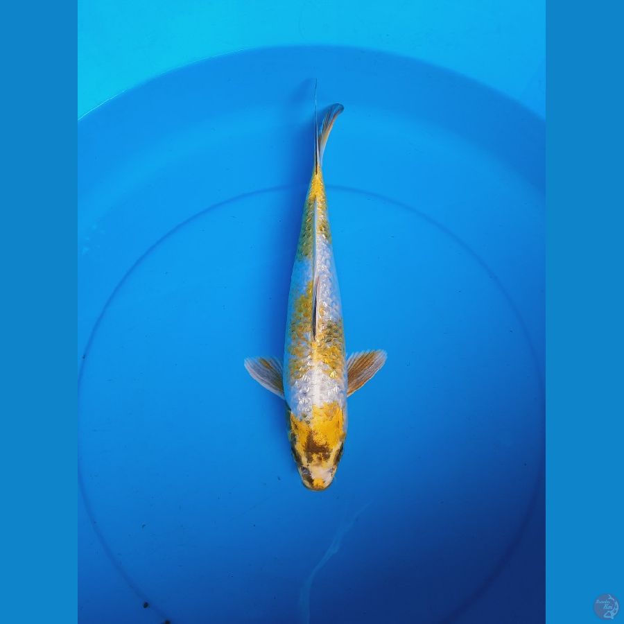 Kin showa ginrin 34cm Male