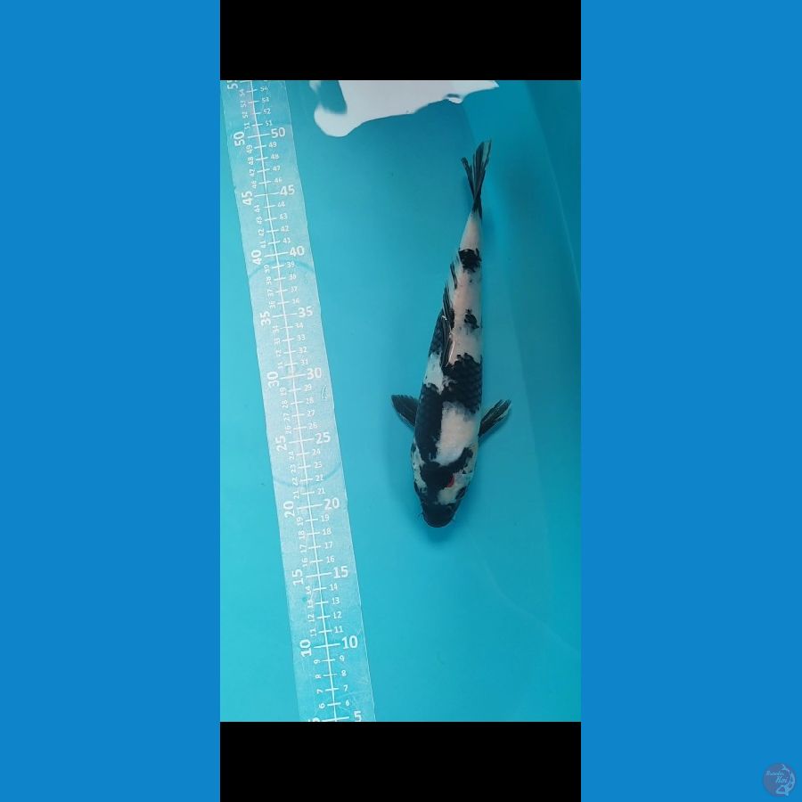SHIRO 28cm