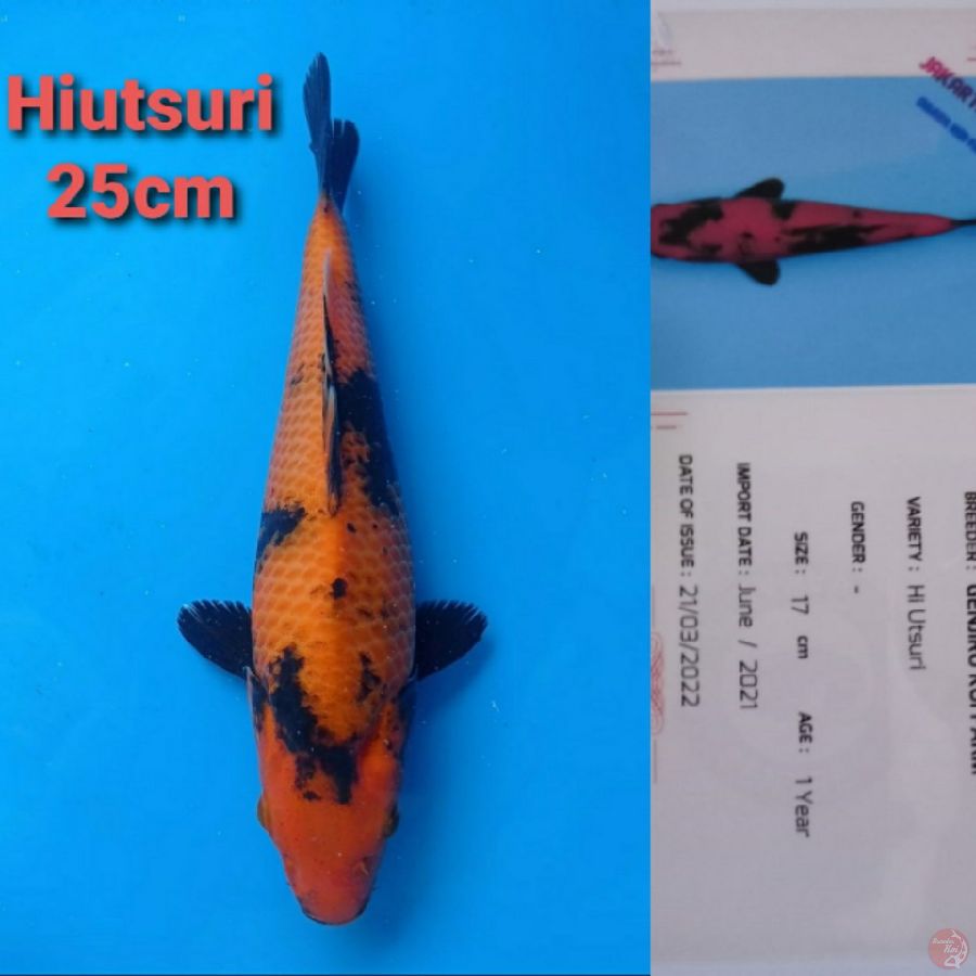 GENJIRO HIUTSURI 25CM