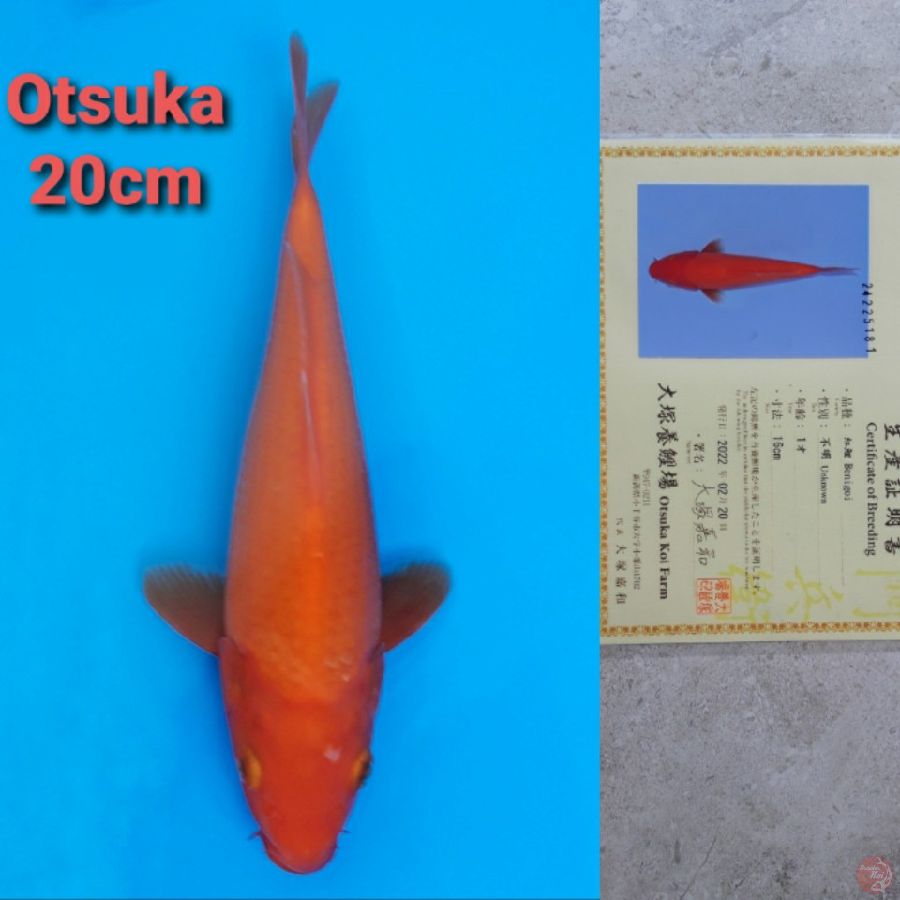 OTSUKA BENIGOI 20CM