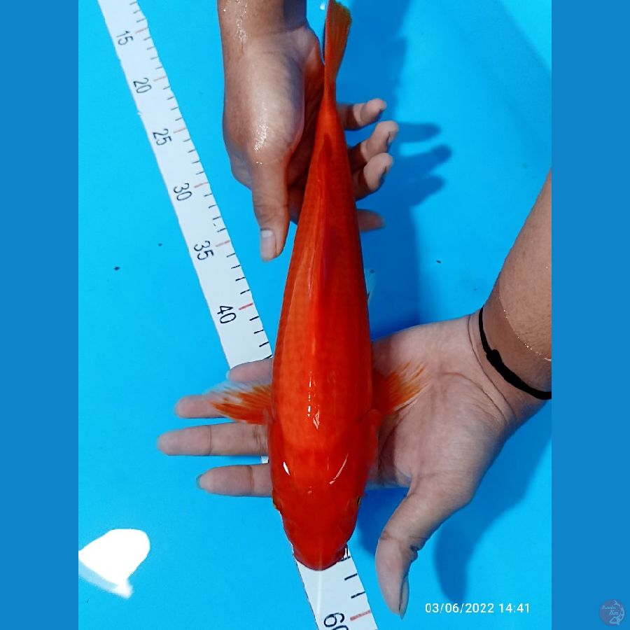 AKAHAJIRO 34 CM 