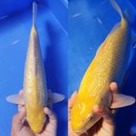 Karasi Ginrin 32cm Male, Super bulky Ginrin padat