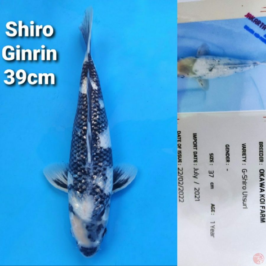 OKAWA SHIRO GINRIN 39CM