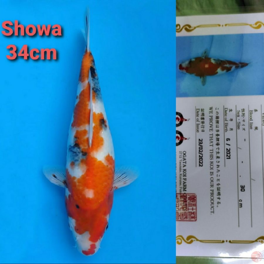 OGATA SHOWA 34CM