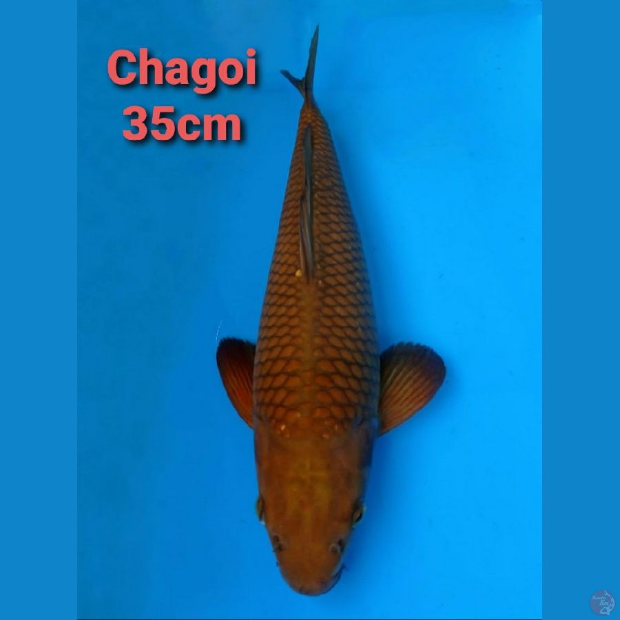 OGATA CHAGOI 35CM