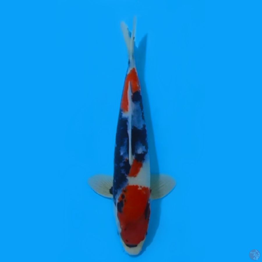 SHOWA 27cm MALE