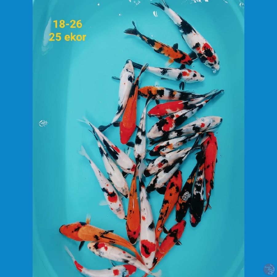 mix koi | 18-26 cm 25 ekor | uncheck