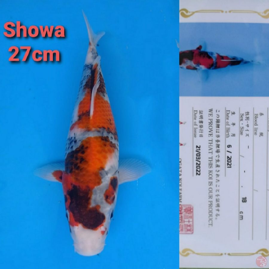 OGATA SHOWA 27CM