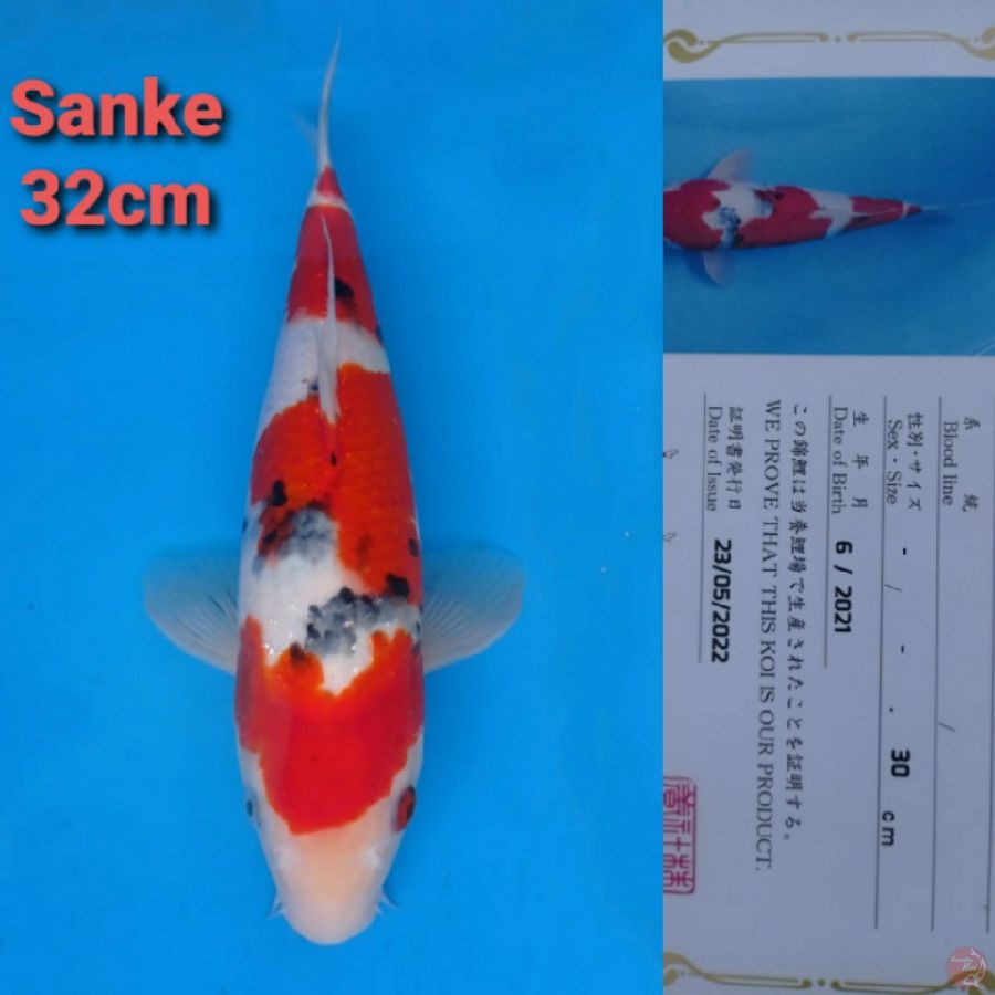 OGATA SANKE 32CM