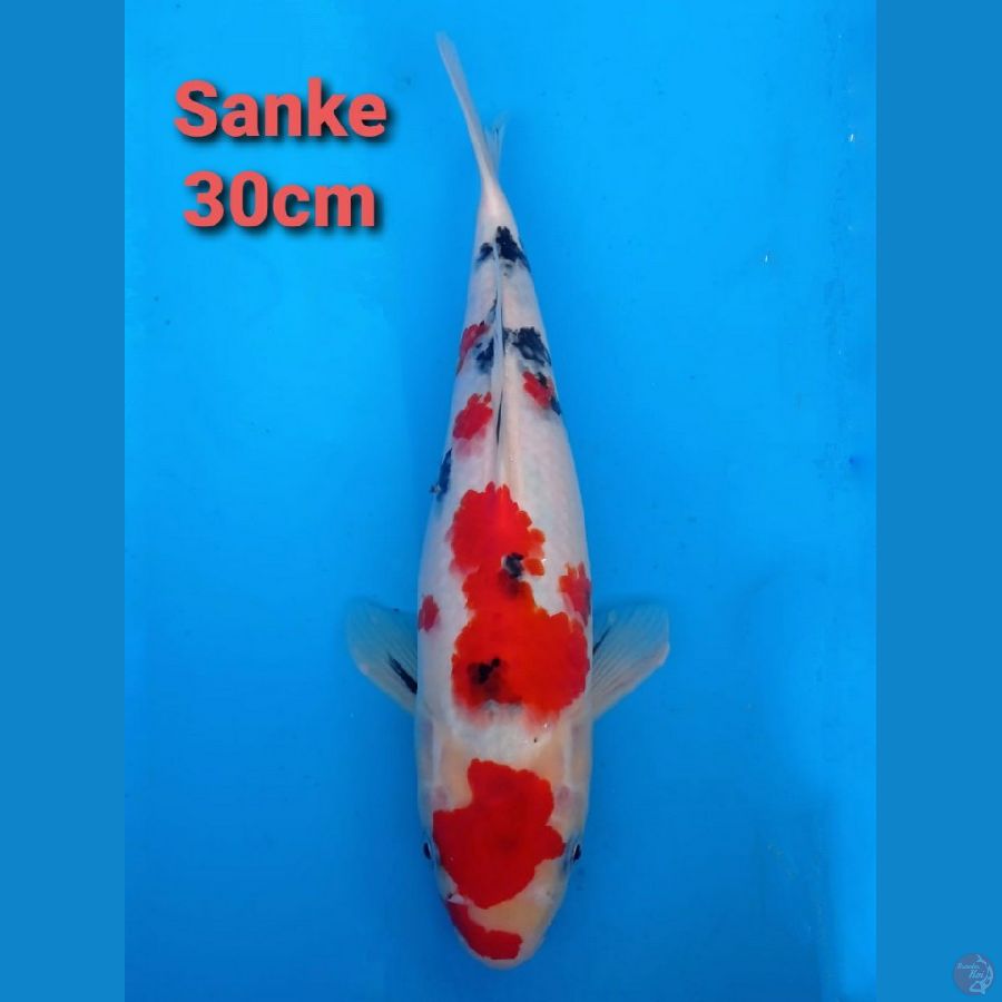 OGATA SANKE 30CM