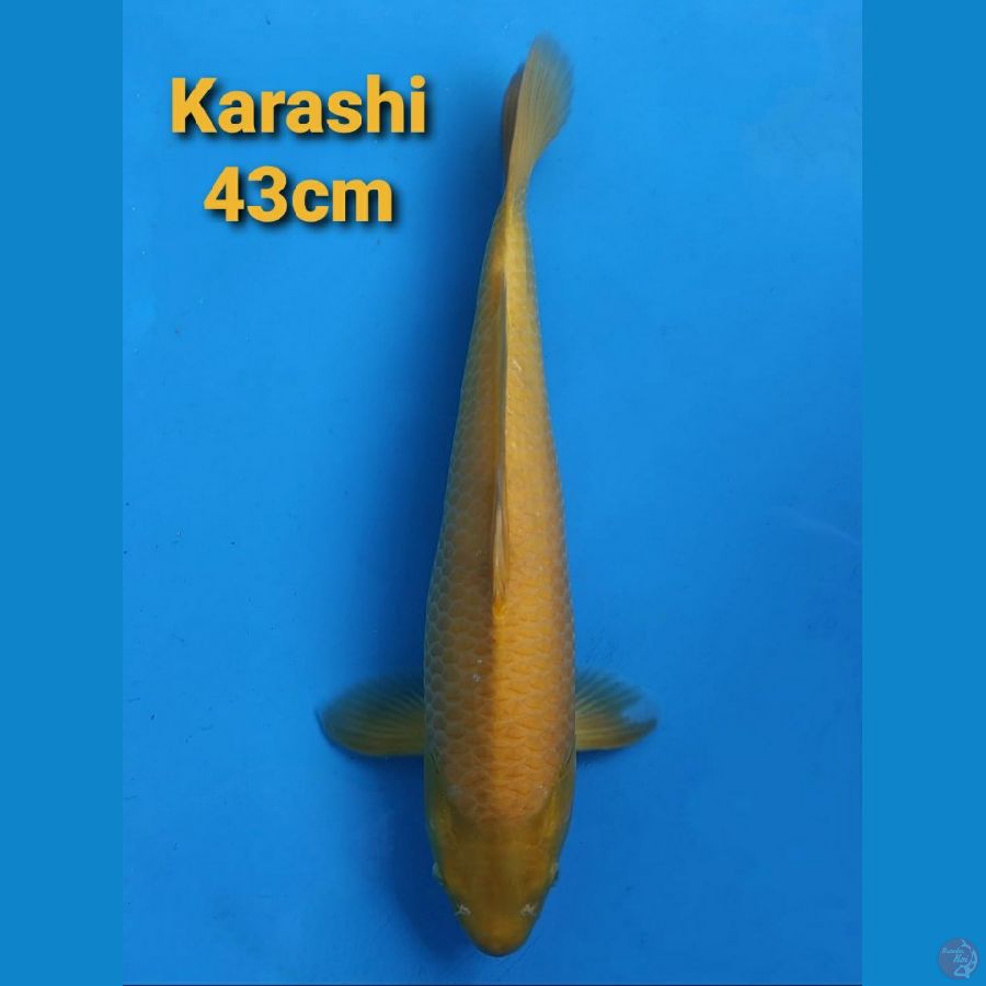 OGATA KARASHI 43CM