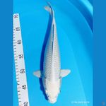 PLATINUM 33 CM FEMALE