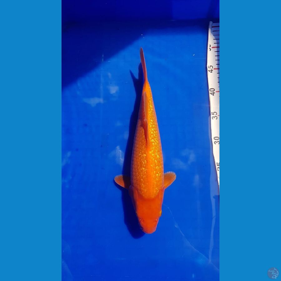 Red karasi fuull ginrin 34cm male