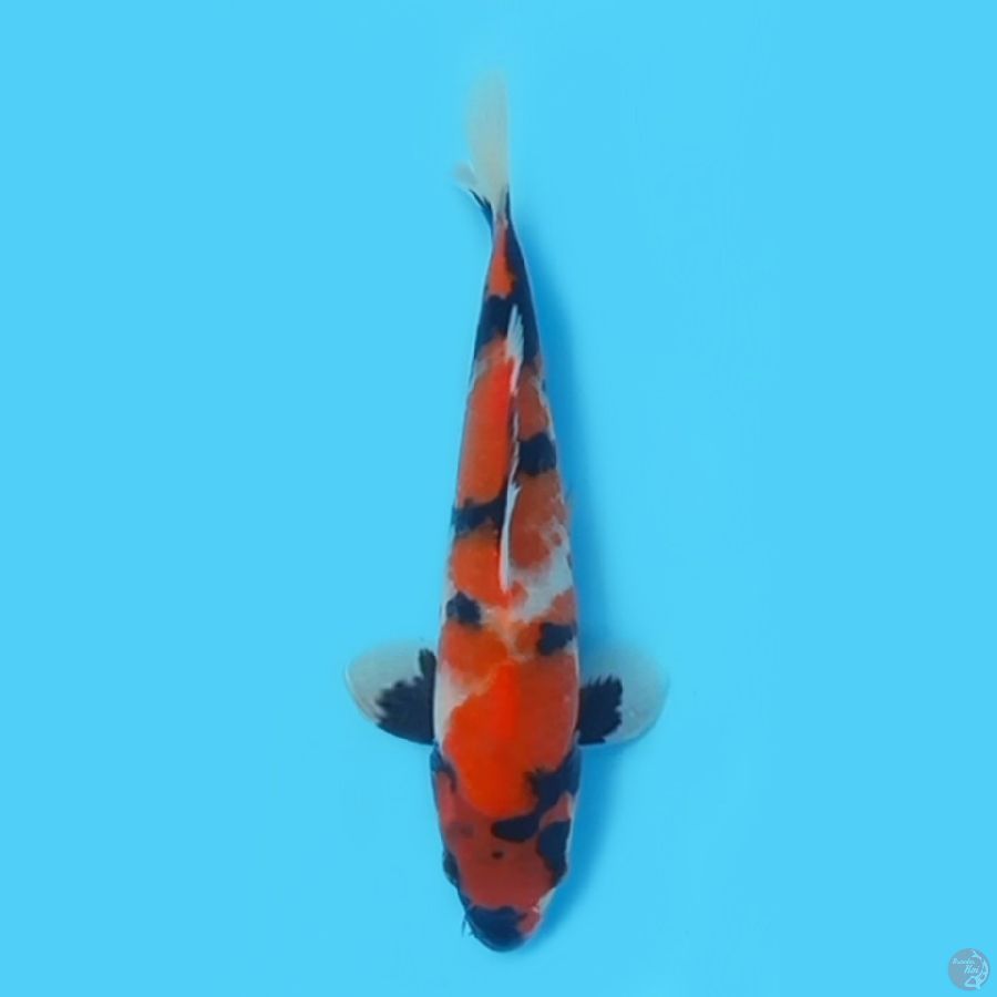 SHOWA 20cm MALE