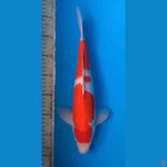 kohaku 36cm halus