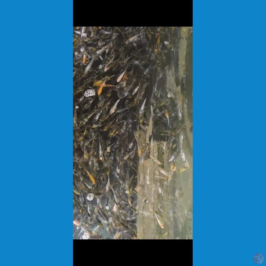 Bibit Showa mix 3-6cm 500ekor