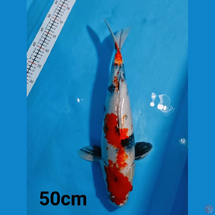 SHOWA 50CM 