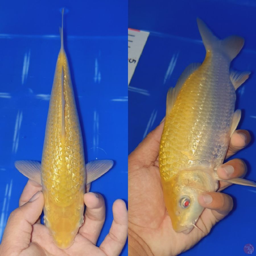 Karasi Ginrin 24cm Male, berpunuk