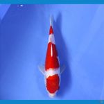 YUWAKU 2 ~ KOHAKU 28CM/MALE