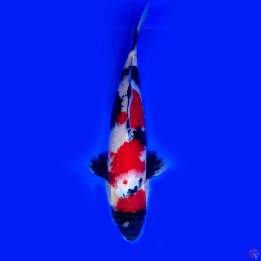 ORIGINAL SHOWA RED STRONG 32CM MALE