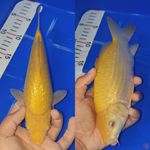 Karasi Ginrin 23cm bulky Male berpunuk