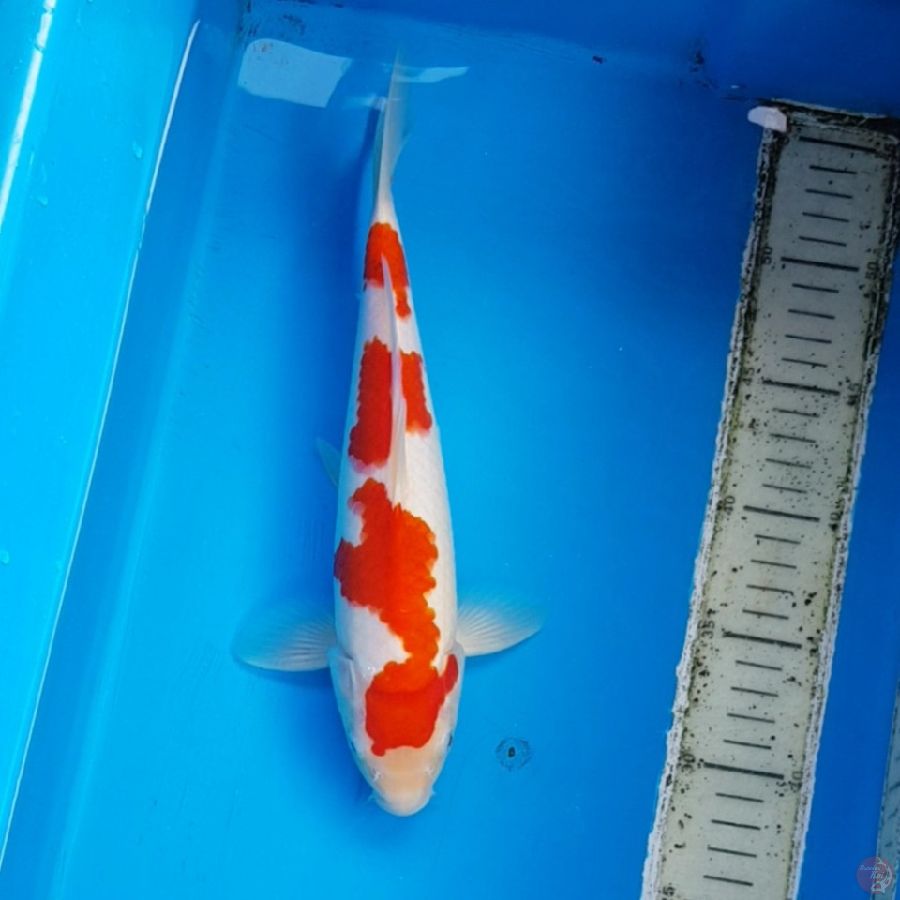 KOHAKU 28 cm