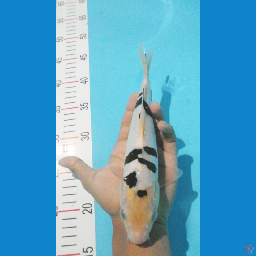 050-BEKKO DOITSU 25CM