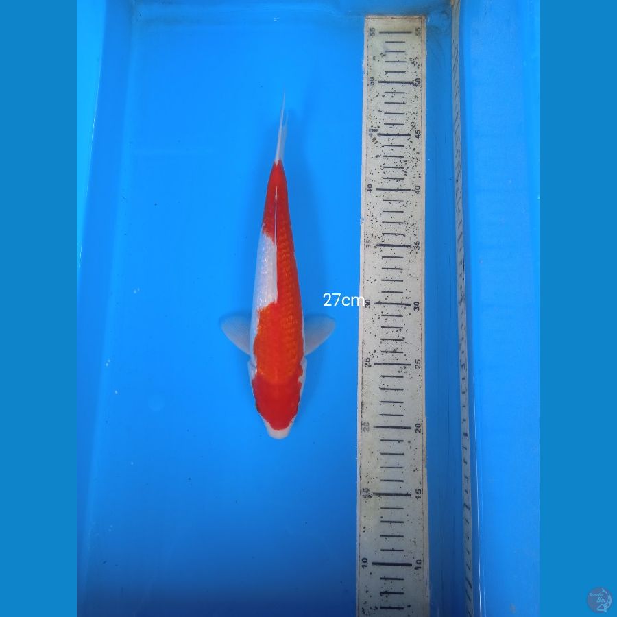 kohaku ginrin 27cm