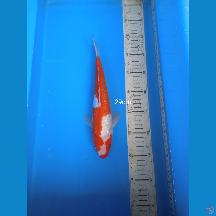 kohaku ginrin 29cm