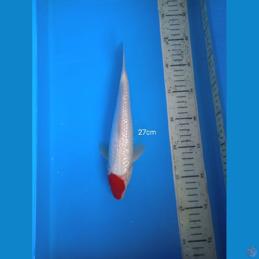 kohaku ginrin 27cm