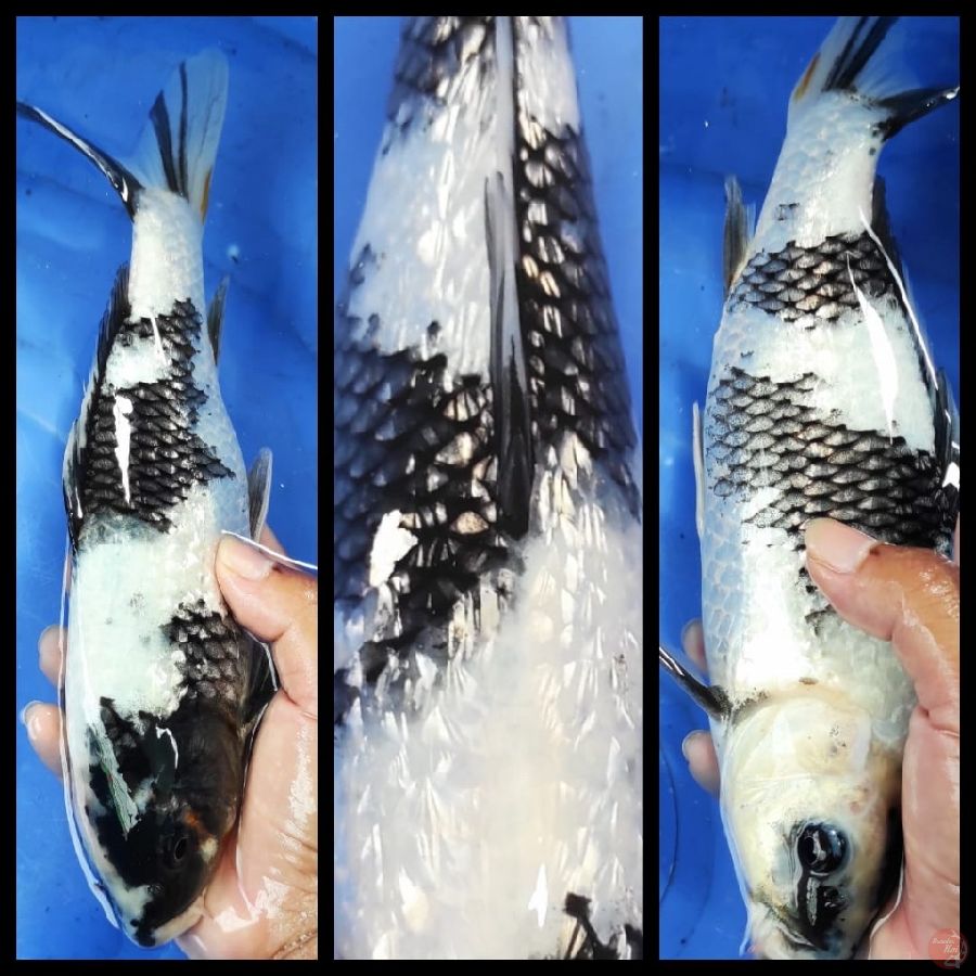 Shiro ginrin padat original.30bu
