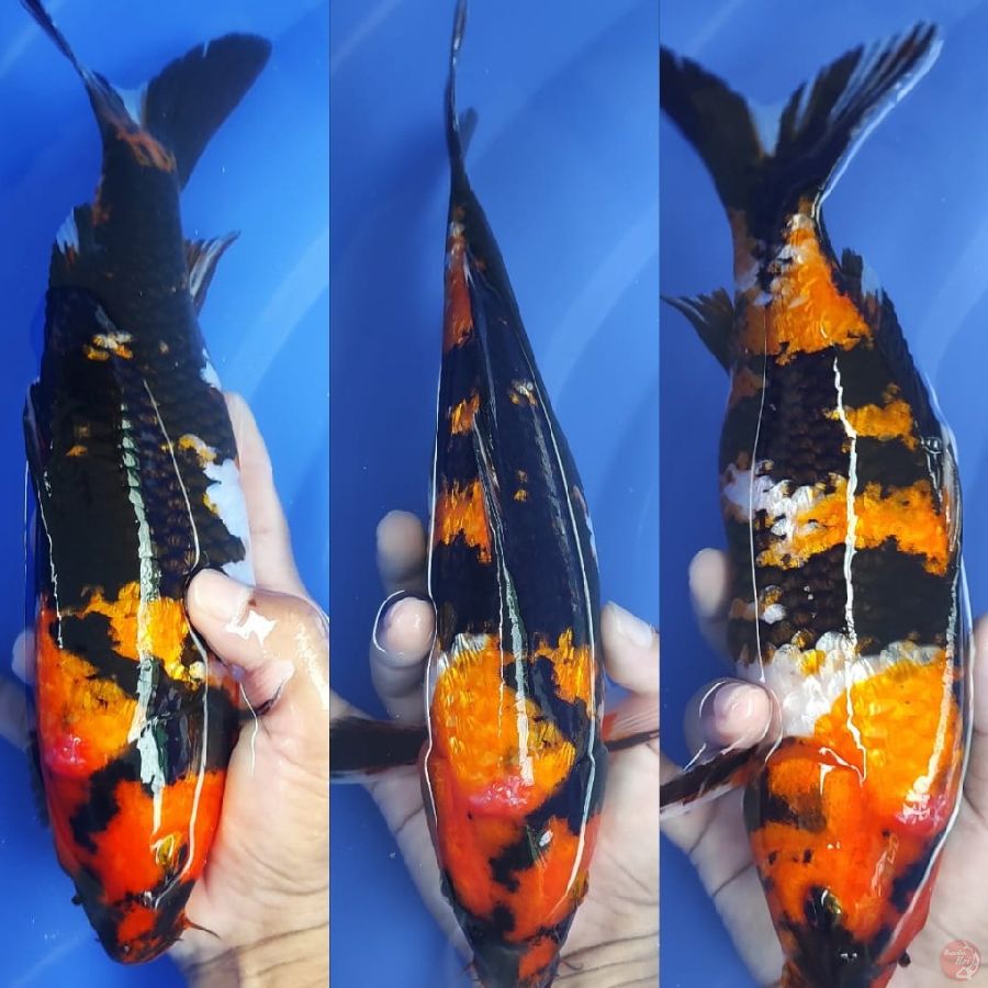showa Ginrin padat.30Cm