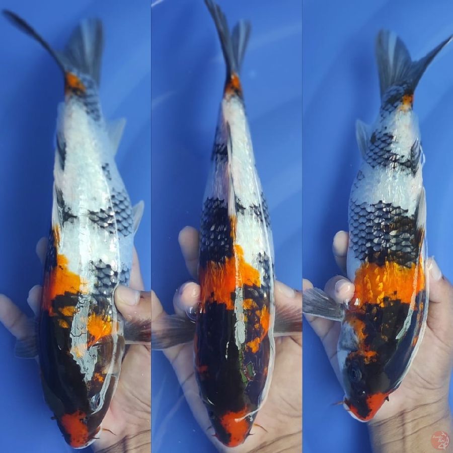 SHOWA GINRIN PADAT. 30CM..