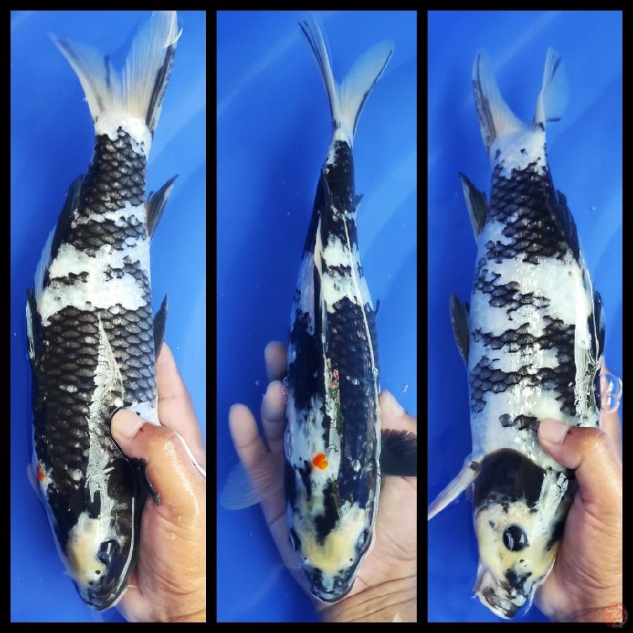 Showa ginrin Original. 30cm