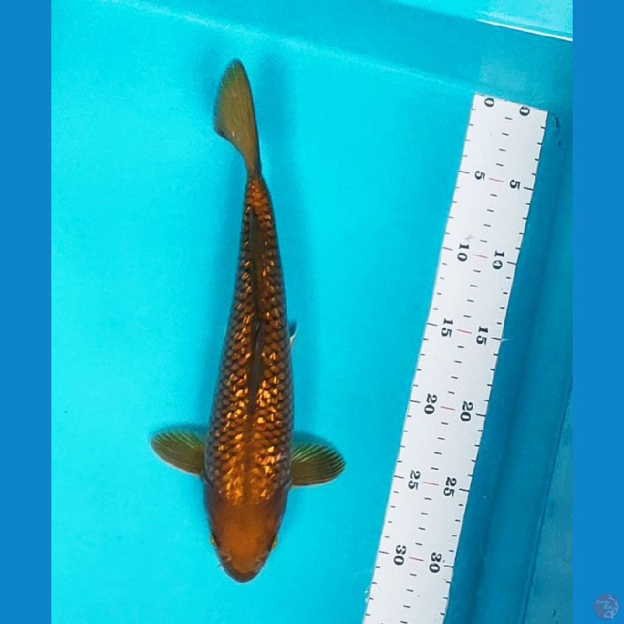 chagoi ginrin 30cm male