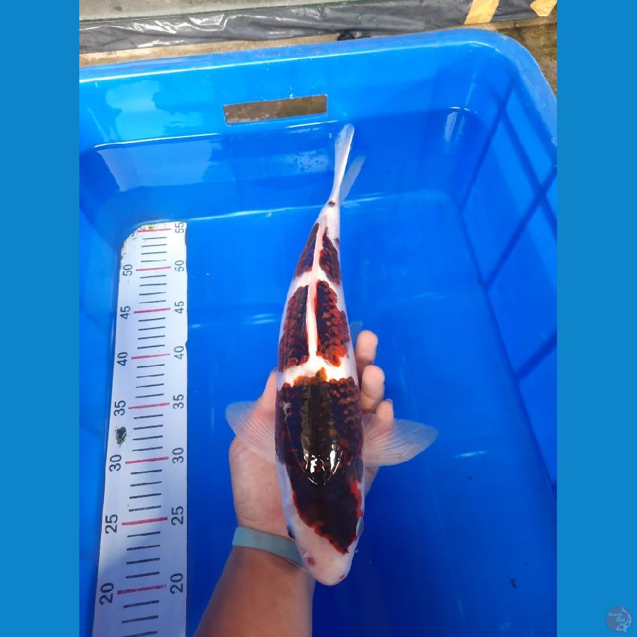 Ai Goromo 39 cm male