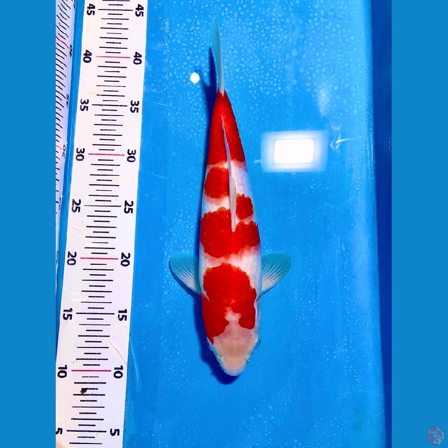 KOHAKU 30cm original