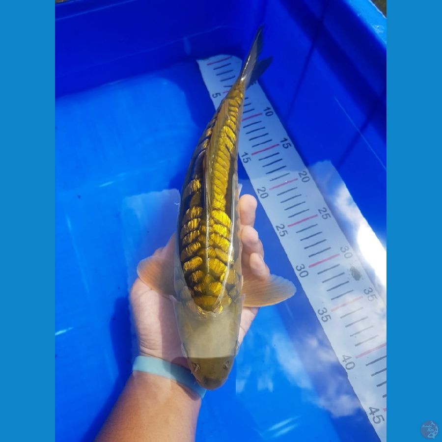 Aragoke ginrin 36cm