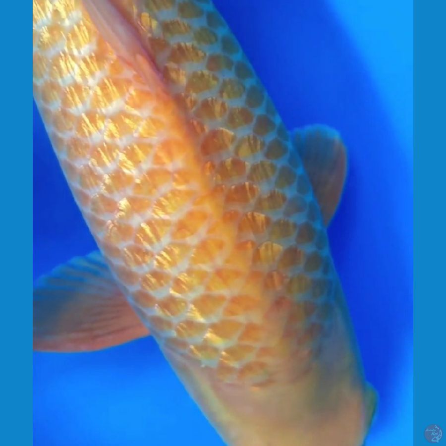 karashi ginrin 38cm male