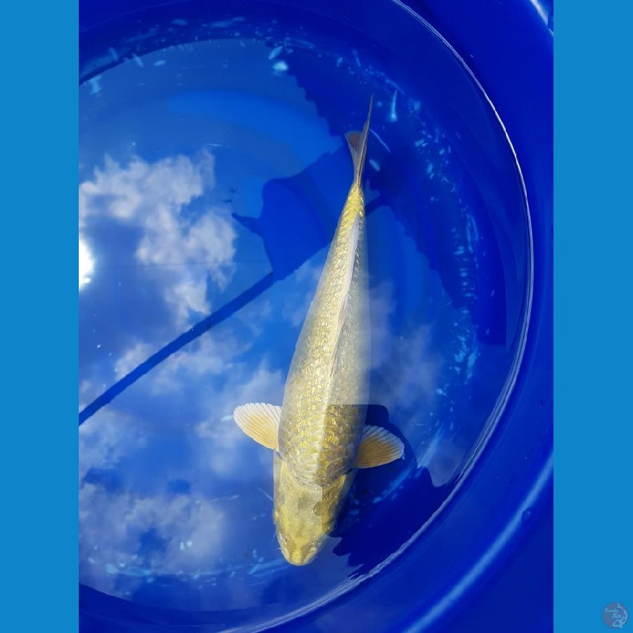 Ogon 35 cm