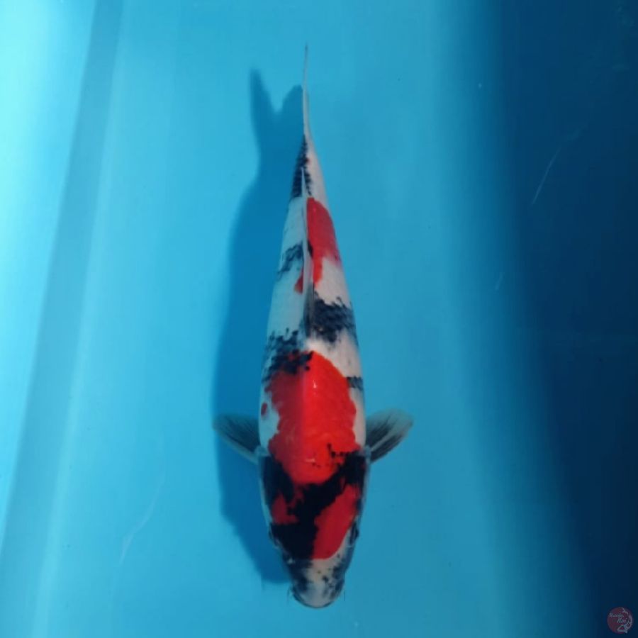 showa 33cm