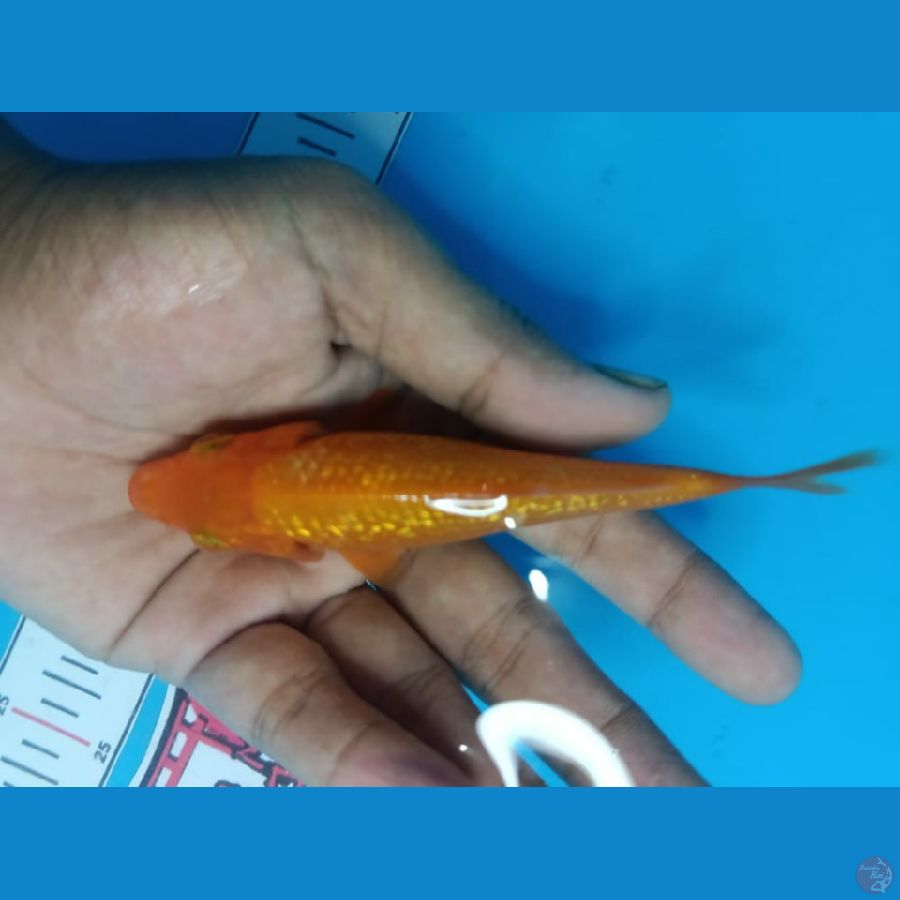 karasi GINRIN SQ 12cm