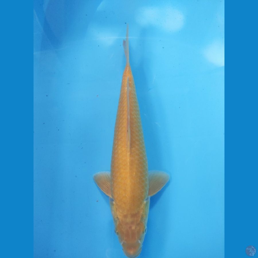 KARASHI MALE 35CM