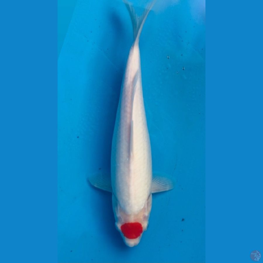 ~TANCHO KOHAKU 30CM/MALE~