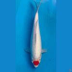 ~TANCHO KOHAKU 30CM/MALE~