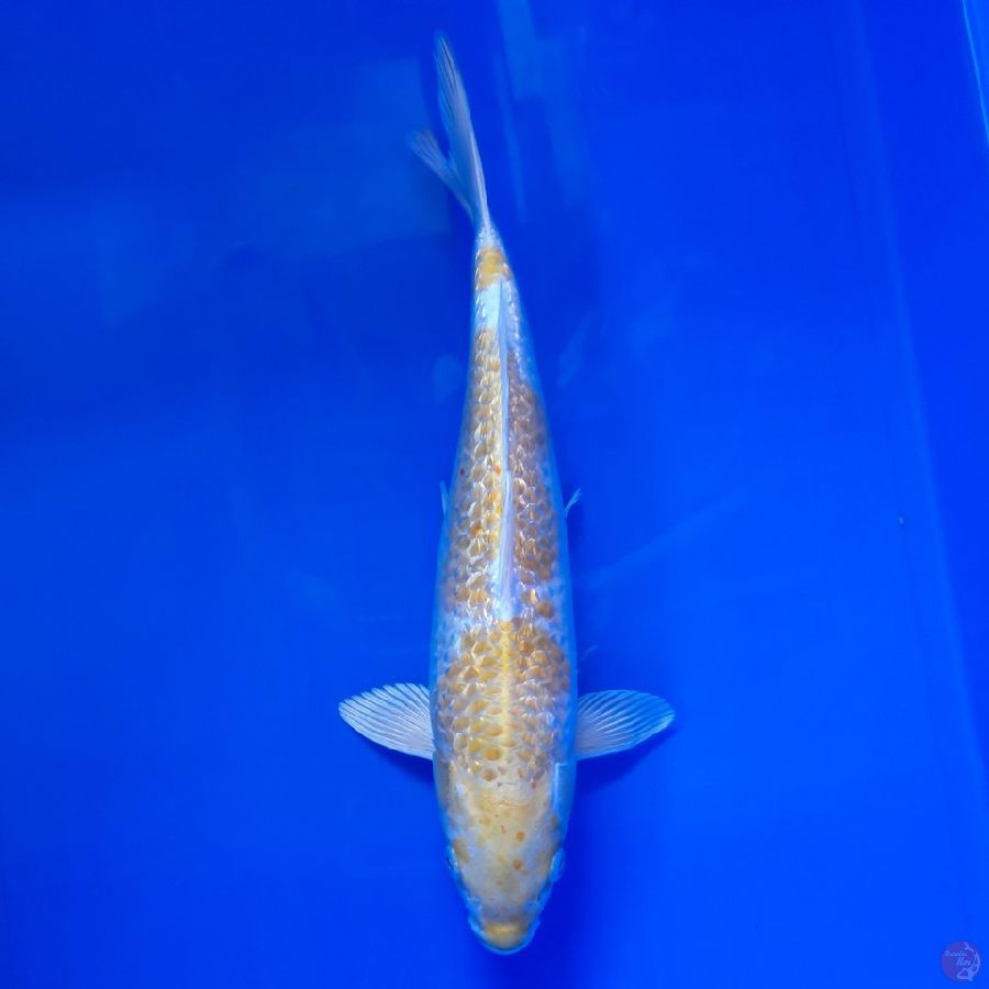 Hariwake Ginrin 32cm