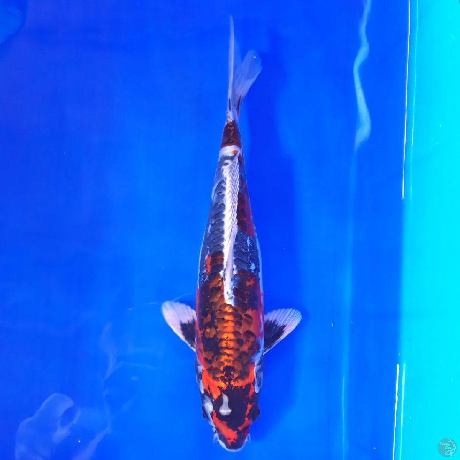 Beni Kikokuryu 32cm