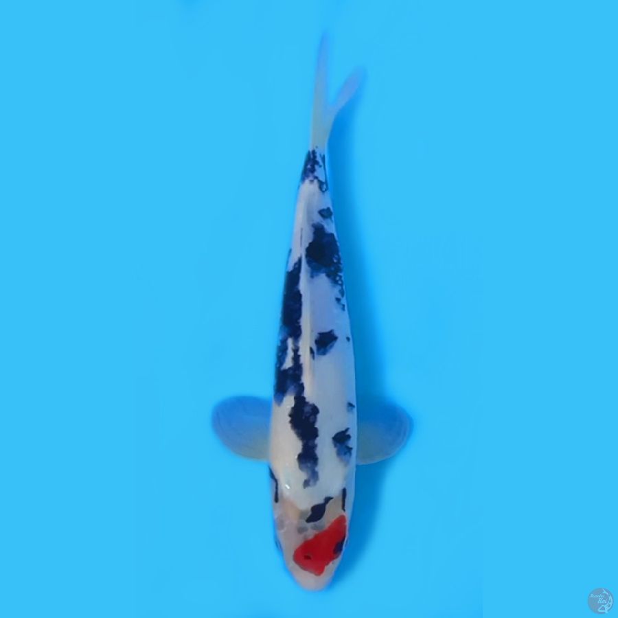 TANCHO SHOWA 29cm MALE