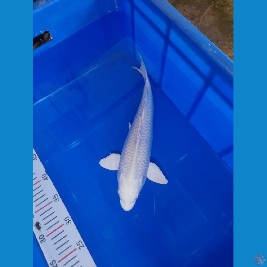 Platinum 35 cm